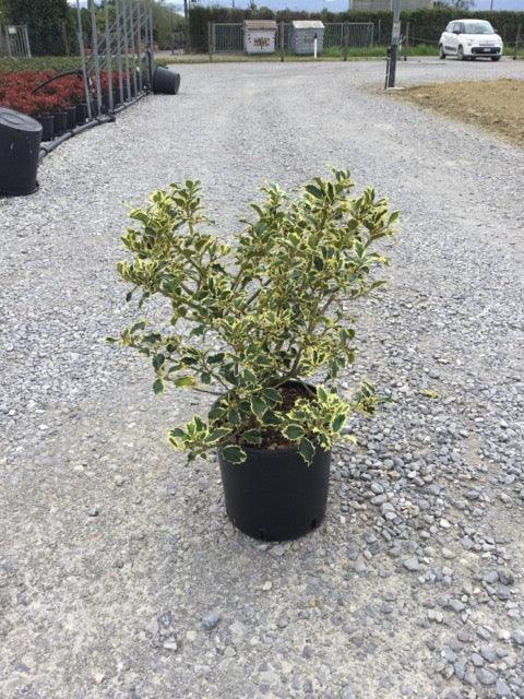 Ilex "Argenteamarginata" tufa 0.60 -0.80 m / Ilex aquifolium "Argenteamarginata"/ gradina-noastra