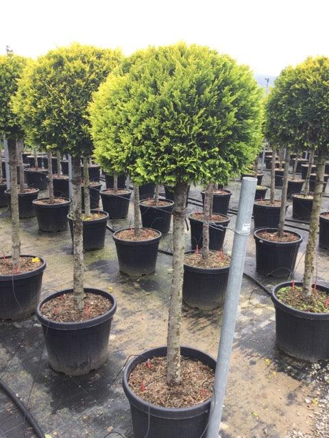 Chiparos leylandii "Gold Rider " 1.50-1.70 m / Cupressocyparis leylandii "Gold Rider "/ gradina-noastra