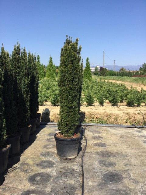 Tisa aurie columnara 2.00 - 2.40 m / Taxus baccata "Fastigiata Aurea" / by gradina-noastra