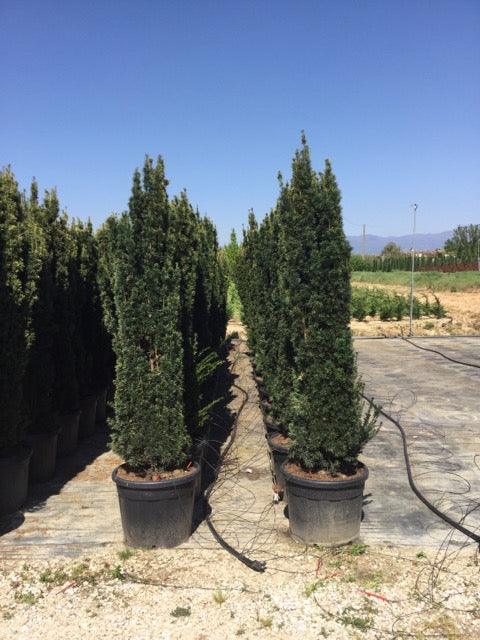 Tisa aurie columnara 1.80 - 2.00 m / Taxus baccata "Fastigiata Aurea" / gradina-noastra