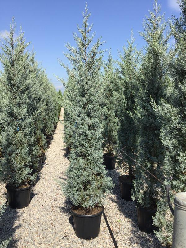 Chiparos de Arizona fastigiat 2.00 - 2.50 m / Cupressus arizonica ‘Fastigiata’ / gradina-noastra