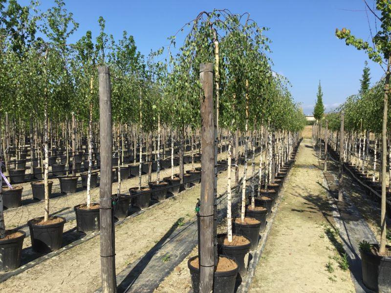 Mesteacan curgator &