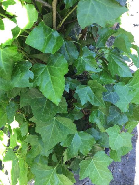 Iedera "Hybernica" 1.80 - 2.00 m / Hedera helix "Hybernica"/ gradina-noastra
