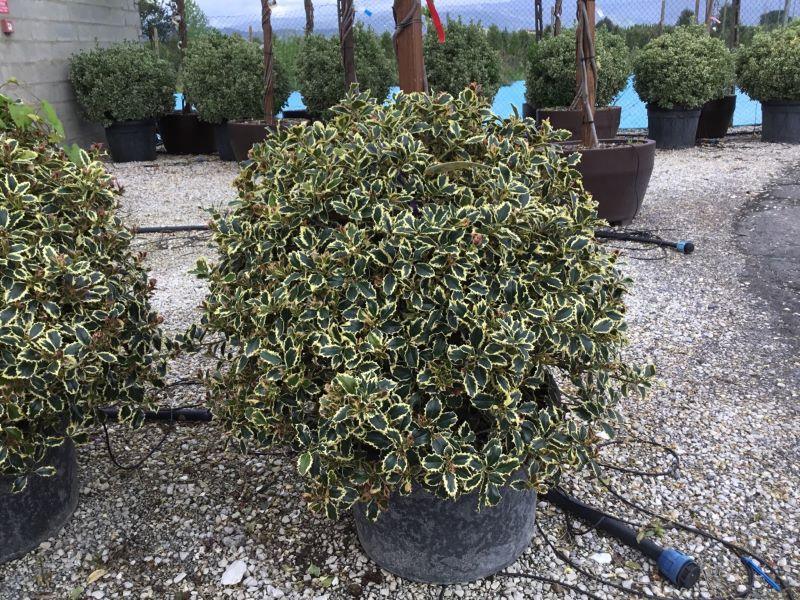 Ilex "Argenteamarginata" minge 0.80 -1.00 m / Ilex aquifolium "Argenteamarginata"/ gradina-noastra