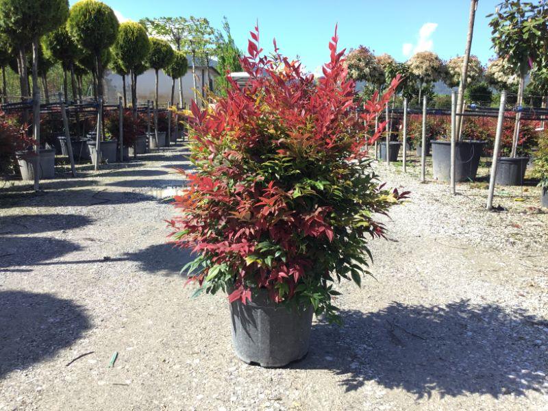 Bambus sfant " Obsessed " 0.40 - 0.60 m / Nandina domestica "Obsessed"/ gradina-noastra