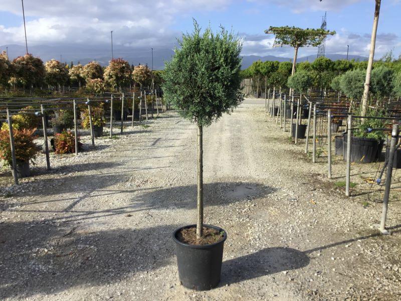 Chiparos de Arizona fastigiat 1.50 - 1.70 m / Cupressus arizonica ‘Fastigiata’ / gradina-noastra