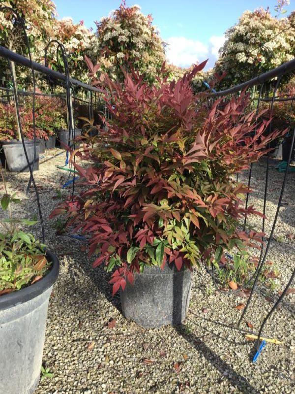 Bambus sfant " Obsessed " 0.40 - 0.60 m / Nandina domestica "Obsessed"/ gradina-noastra