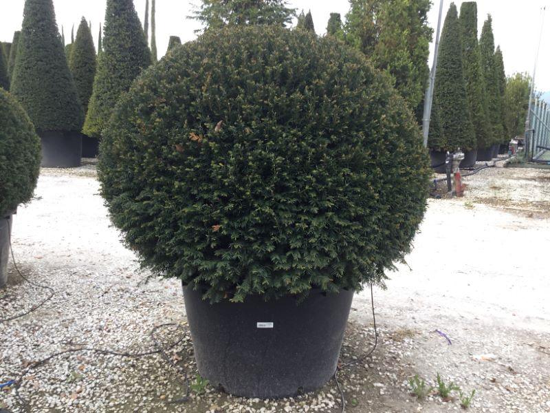 Tisa minge 0.60 m - 0.80 m / Taxus baccata / gradina-noastra