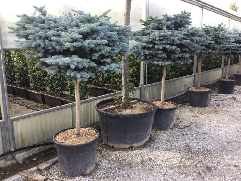 Molid argintiu globular 0.80 - 1.20 m / Picea pungens "Glauca Globosa" gradina-noastra