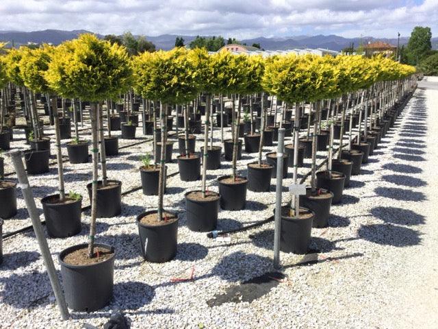 Chiparos leylandii "Gold Rider " 1.50-1.70 m / Cupressocyparis leylandii "Gold Rider "/ gradina-noastra
