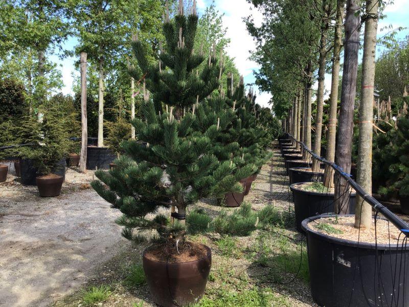 Pin negru "Oregon Green" 1.70 - 2.00 m / Pinus nigra "Oregon Green" / gradina-noastra