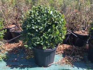 Ilex Nellie Stevens minge 0.80 - 1.00 m / Ilex mutchagara „Nellie R. Stevens”/ gradina-noastra