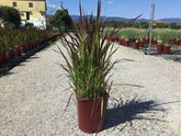 Imperata "Red Baron"  0.30 - 0.40 m / Imperata cylindrica "Red Baron" / gradina-noastra