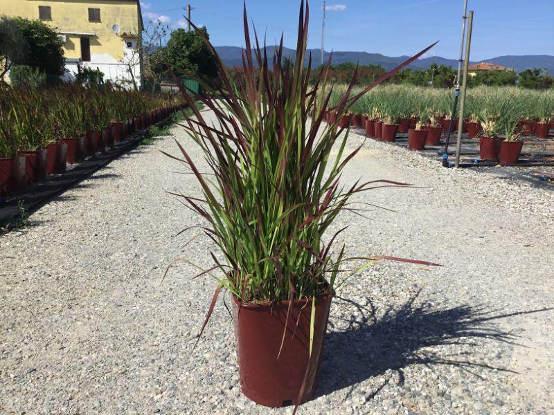 Imperata "Red Baron" 0.30 - 0.40 m / Imperata cylindrica "Red Baron" / gradina-noastra