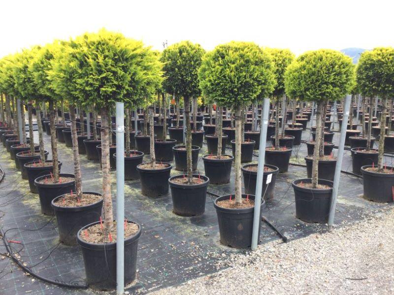 Chiparos leylandii "Gold Rider " 1.50-1.70 m / Cupressocyparis leylandii "Gold Rider "/ gradina-noastra