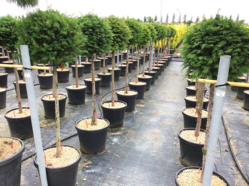 Tisa 1.50 - 1.70 m / Taxus baccata / gradina-noastra