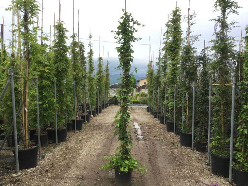 Iedera "Hybernica" 1.80 - 2.00 m / Hedera helix "Hybernica"/ gradina-noastra