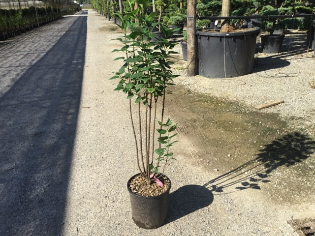 Liliac "Charles Joly" 1.20 - 1.50 m / Syringa vulgaris "Charles Joly" / by gradina-noastra
