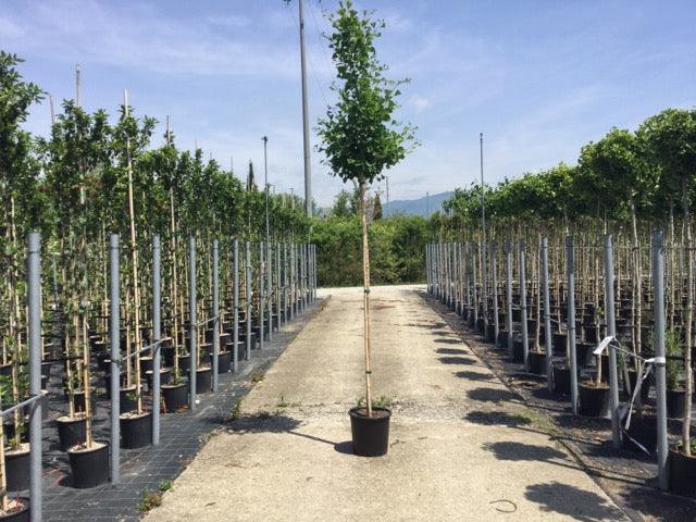 Arborele pagodelor "Fastigiata Blagon" 2.00 - 2.50 m / Ginkgo Biloba "Fastigiata Blagon" / gradina-noastra