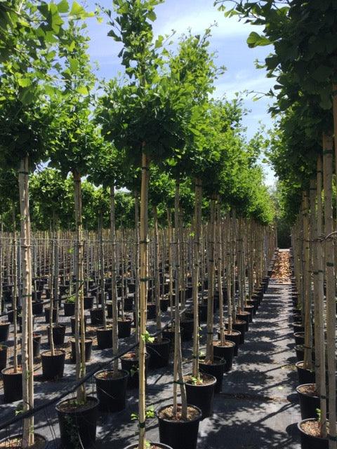 Arborele pagodelor "Fastigiata Blagon" 2.00 - 2.50 m / Ginkgo Biloba "Fastigiata Blagon" / gradina-noastra