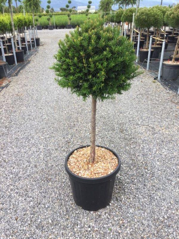 Tisa 1.50 - 1.70 m / Taxus baccata / gradina-noastra