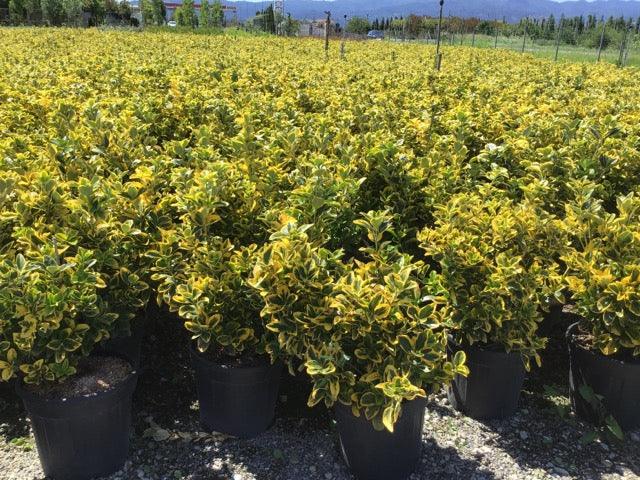 Euonymus " Elegant Aureus " 0.60 -0.80 m / Euonymus jap. "Elegant Aureus"/ gradina-noastra