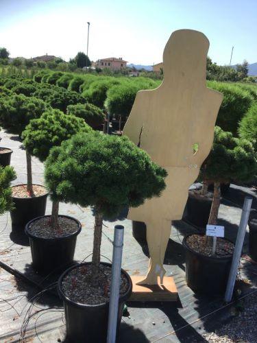 Pin pitic "Mughus" 1.00 - 1.20 m / Pinus mugo "Mughus"/ gradina-noastra