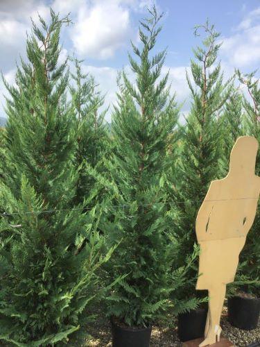 Chiparos leylandii 2.20 - 2.40 m / x Cupressocyparis leylandii / gradina-noastra