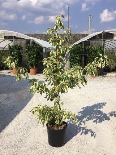 Corn alb "Variegata" 1.00 - 1.20 m /Cornus controversa "Variegata"/ gradina-noastra