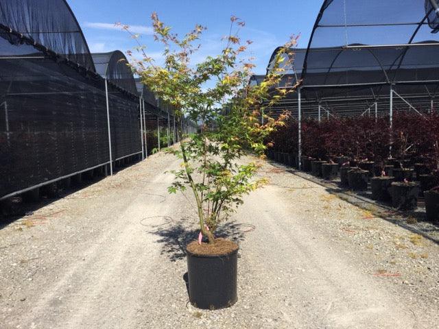 Artar japonez "Katsura" 1.20 - 1.40 m / Acer palmatum "Katsura" / gradina-noastra