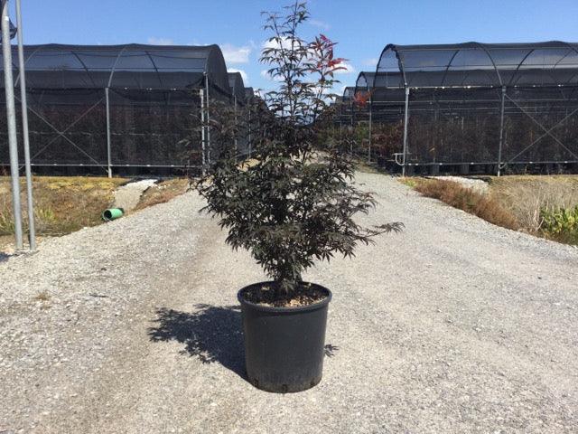 Artar japonez "Skeeters Broom" 1.00 - 1.30 m / Acer palmatum "Skeeters Broom" / gradina-noastra