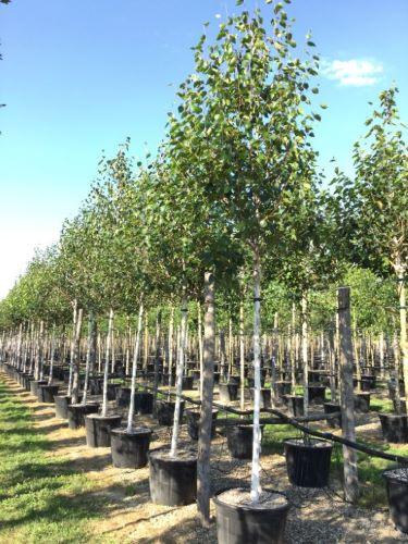 Mesteacan "Doorenbos" 3.00 - 4.00 m / Betula utilis "Doorenbos "/ gradina-noastra