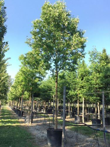Frasin "Autumn Purple" 2.00 - 2.50 m / Fraxinus americana "Autumn Purple"/ gradina-noastra