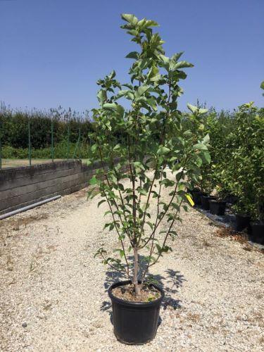 Magnolia galbena "Yellow Bird" 1.50 - 1.75 m / Magnolia x "Yellow Bird" / gradina-noastra