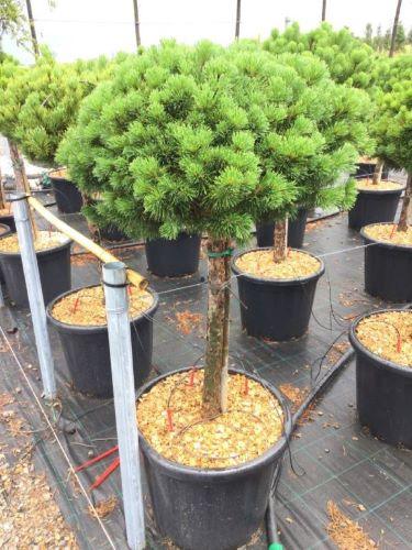 Pin pitic "Mughus" 1.00 - 1.20 m / Pinus mugo "Mughus"/ gradina-noastra