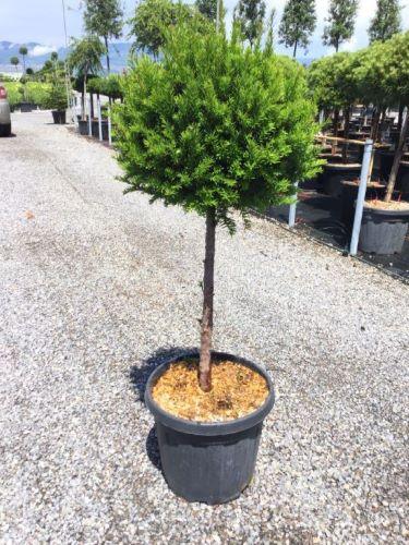 Tisa 1.50 - 1.70 m / Taxus baccata / gradina-noastra