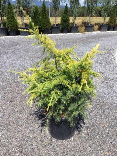 Cedru „Golden Horizon” 0.80 - 1.00 m / Cedrus deodara „Golden Horizon”/ gradina-noastra