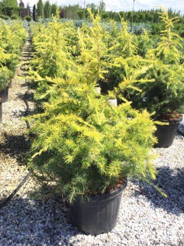 Cedru „Golden Horizon” 0.80 - 1.00 m / Cedrus deodara „Golden Horizon”/ gradina-noastra