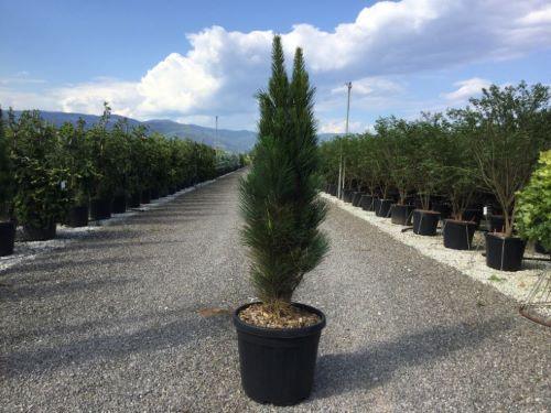 Pin negru &quot;Green Tower&quot; 0.50 - 0.70 m / Pinus nigra &quot;Green Tower&quot;  / gradina-noastra