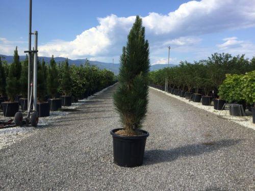 Pin negru &quot;Green Tower&quot; 0.50 - 0.70 m / Pinus nigra &quot;Green Tower&quot;  / gradina-noastra