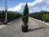 Pin negru "Green Tower" 0.50 - 0.70 m / Pinus nigra "Green Tower"  / gradina-noastra