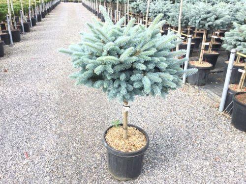 Molid argintiu globular 0.80 - 1.20 m / Picea pungens "Glauca Globosa" gradina-noastra