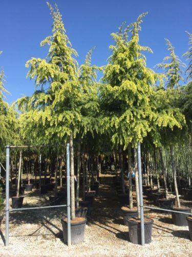 Cedru „Golden Horizon” 2.50 - 3.50 m / Cedrus deodara „Golden Horizon”/ gradina-noastra