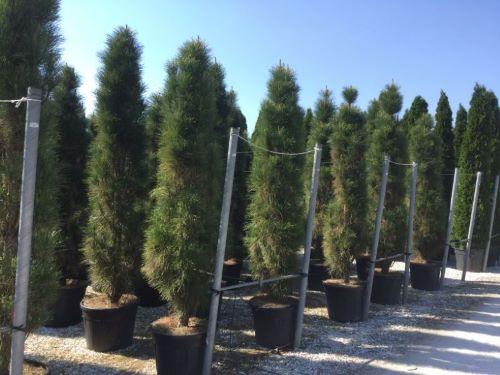 Pin negru &quot;Green Tower&quot; 0.50 - 0.70 m / Pinus nigra &quot;Green Tower&quot;  / gradina-noastra