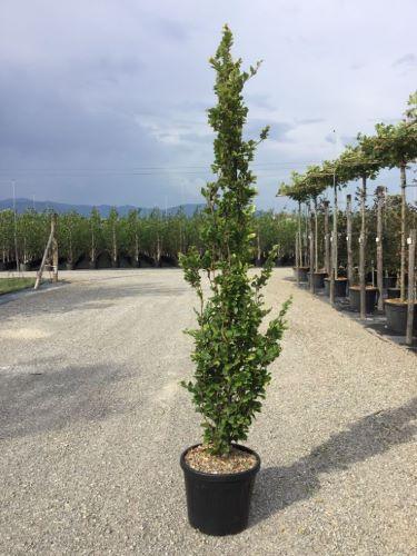 Fag columnar "Dawyck Gold" 1.20 - 1.50 m / Fagus sylvatica „Dawyck Gold” / gradina-noastra