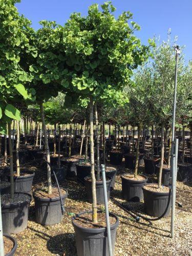 Arborele pagodelor "Mariken" 2.20 m / Ginko biloba "Mariken" / gradina-noastra