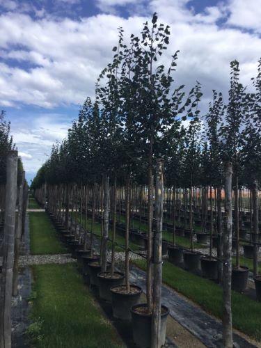 Tei pucios "Greenspire" 3.00 - 3.50 m / Tilia cordata "Greenspire" / gradina-noastra