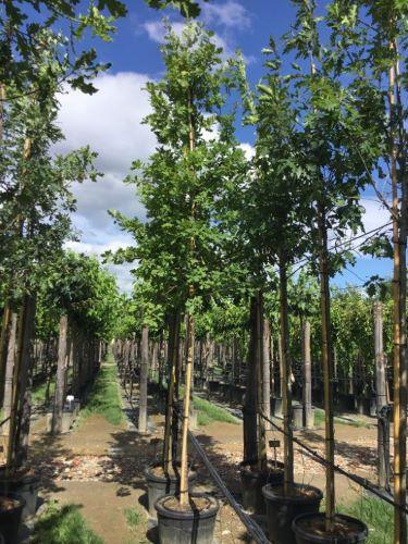 Stejar pedunculat 3.00 - 4.00 m / Quercus robur / gradina-noastra