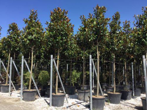 Magnolia vesnic verde "Goliath" arbore 2.50 - 3.50 m / Magnolia grandiflora "Goliath" gradina-noastra