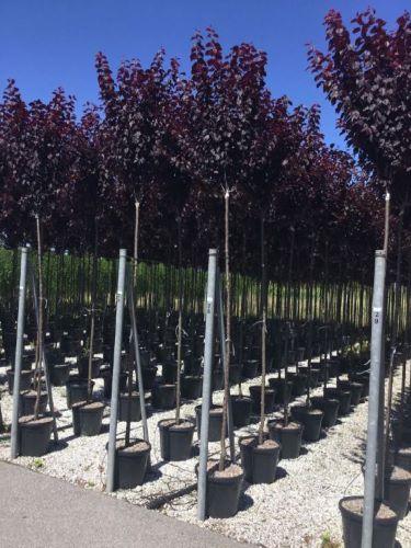Corcodus roșu "Pissardii" arbore 2.50 - 3.00 m / Prunus cerasifera "Pisardii" / gradina-noastra